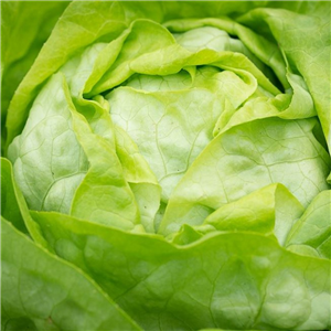 Lettuce (Butterhead) 'All Year Round' App. 5 Per Strip